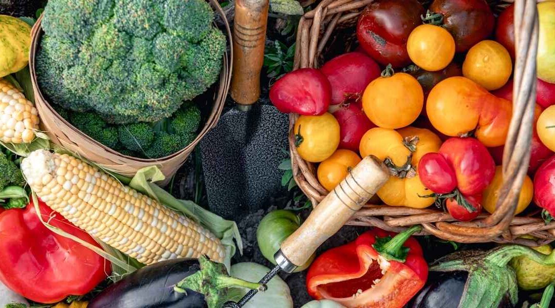 Nutrition végétarienne : quels nutriments surveiller pour rester en bonne santé ?