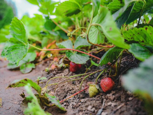 Intégrer des plantes comestibles pour enrichir vos plats